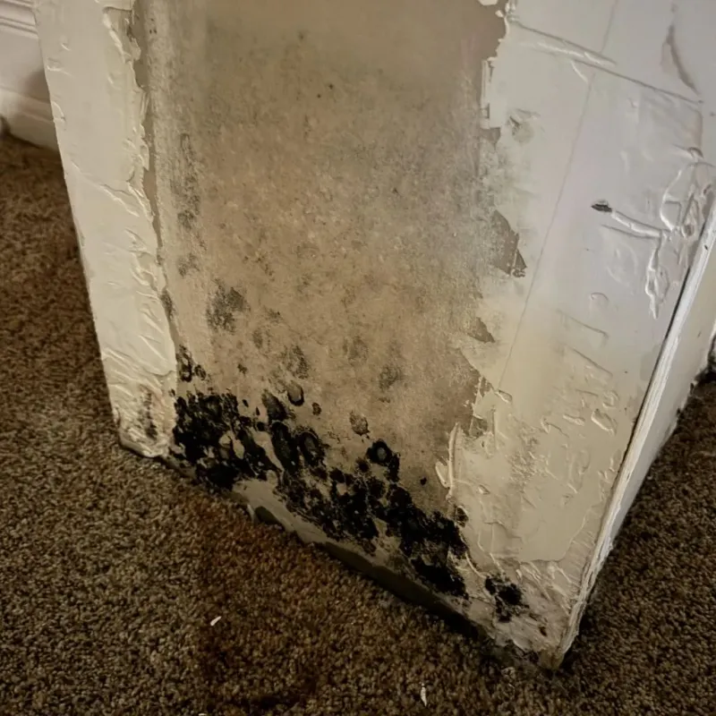Professional Mold Removal in Sunset, UT